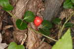 Partridgeberry